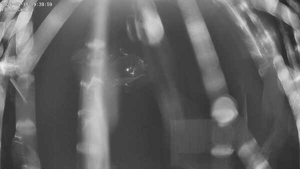 Parking Camera