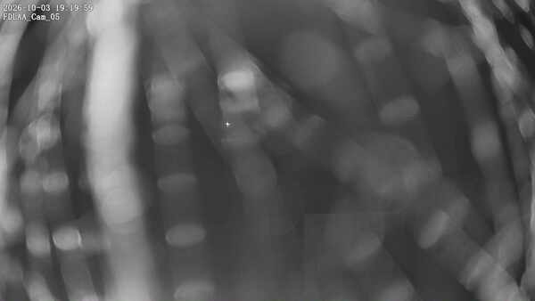 Parking Camera